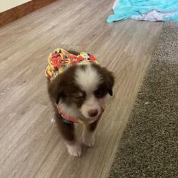 Australian Shepherds from Torry's Full Draw Aussie’s