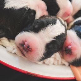 Saint Bernard Puppies from Atkinson Saint Bernards