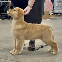 Golden Retriever Puppies from Skyland Golden Retrievers