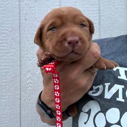 Red - Yellow male Labrador Retriever puppy in Newton Grove, North Carolina from Wayalife Labradors & Gsp’s