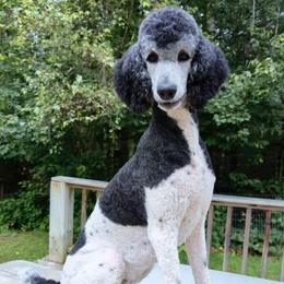 Sybill - Parti female Poodle puppy in Salem Township, Maine from Moirae Poodles