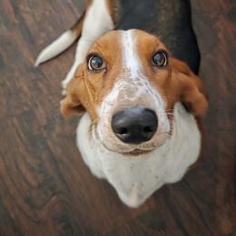 Gracie - Basset Hound