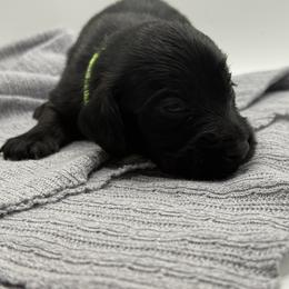 AKC limited Green - Black male Dachshund puppy in Bartlesville, Oklahoma from OkieDokieDox