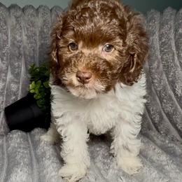 Duncan - Parti male Goldendoodle puppy in Litchfield, Connecticut from Gracie Doodles CT