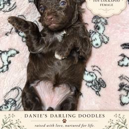 Rouge - Brown and white female Cockapoo puppy in Otisville, Michigan from Danie’s Darling Doodles LLC