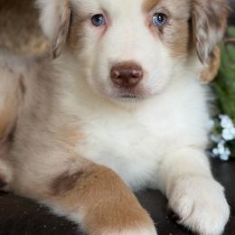 Parker-has tail-many videos - Red merle male Australian Shepherd puppy in Troy, South Carolina from Australian Shepherds of 3/W Farms