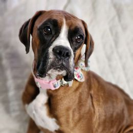 Lola - Boxer