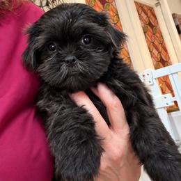 Oakley - Blue female Shih Tzu puppy in Tallahassee, Florida from Bows and Bow Ties