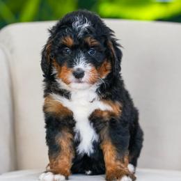 Carson - Tri-color male Bernedoodle puppy in Dundee, Ohio from Down Home Doodle