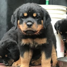Rottweilers from Von Witkamp Rottweilers