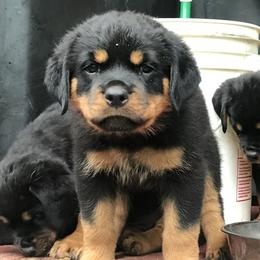 Rottweilers from Von Witkamp Rottweilers