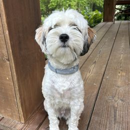 Marge - Tibetan Terrier