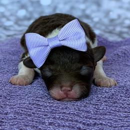 Tenley - Parti female Poodle puppy in Monroe, North Carolina from Toy Poodle Shenanigans