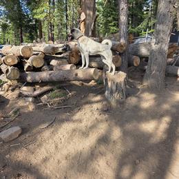 Valhalla Serenity's Jade - UKC - Fawn female Kangal puppy in Bonanza, Oregon from VSH Kangal Dogs & Central Asian Shepards/Alabai