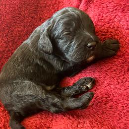 Boy 2 - Black with white markings - Black and white male Cavapoo puppy in Tempe, Arizona from Springerdoodles Plus AZ