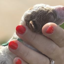 Goldendoodles from Ashlee Shelley