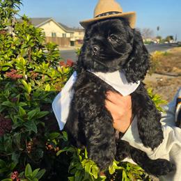 Toby - Black male Cocker Spaniel puppy in Corcoran, California from Sweetheart Cockers