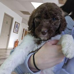 Bunny - female Newfypoo puppy in Mckenzie, Tennessee from Small Town Doodles & Poodles