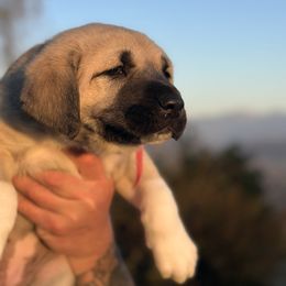 Anatolian Shepherd Dog Puppies from WanderDogs.Co