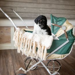 Poodle Puppies from Setting the Standard Poodles
