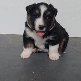 Sly - Black tri male Miniature Australian Shepherd puppy in Leonard, Texas from Tin Roof Aussies