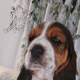 Harriet Tubman - Black brown and white female Basset Hound puppy in Highland Heights, Kentucky from Hound Ridge Meadows