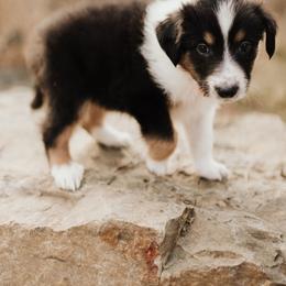 Old Time Scotch Collie Puppies from The Fiddlesticks Farm