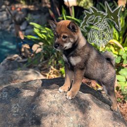 Ni-Ni - Sesame female Shiba Inu puppy in California from WOLFOX shiba inu