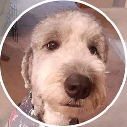 Sheepadoodle Puppies from Mountain View Family Doodles