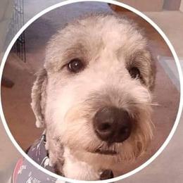 Sheepadoodle Puppies from Mountain View Family Doodles