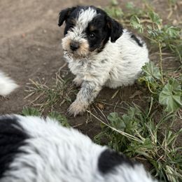 Aussiedoodle, Miniature Australian Shepherd, Poodle, and Toy Australian Shepherd Puppies from Mowry Creek Mini Aussiedoodles and More