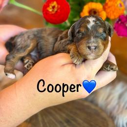 Cooper - Blue merle male Aussiedoodle puppy in Lancaster, Minnesota from Finney Ranch