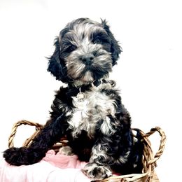 Teddy - Cockapoo puppy from Parti Puppies