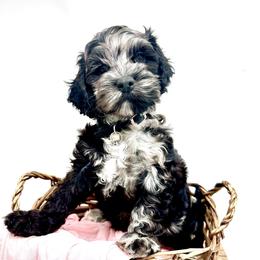 Teddy - Cockapoo puppy from Parti Puppies