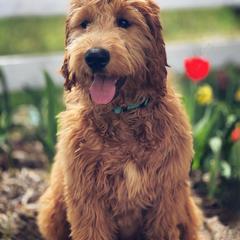 Goldendoodle and Golden Retriever All Grown Up from California Golden Love