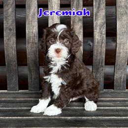 Jeremiah - male Golden Mountain Doodle puppy in Banner Elk, North Carolina from Walnut Tree Bernedoodles