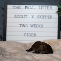 Labrador Retriever and Portuguese Water Dog Puppies from Hilltop Portuguese Water Dogs