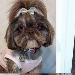 Shih Tzus from Topknot Shih Tzus