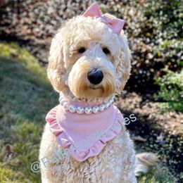 Tilly - Goldendoodle