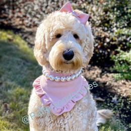 Tilly - Goldendoodle