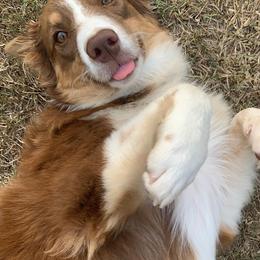Australian Shepherds from Dimond JL Aussies