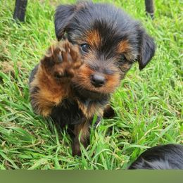 Yorkshire Terrier Puppies from Mike's Yorkies
