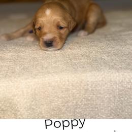 Poppy - Apricot female Goldendoodle puppy in Layton, Utah from Gracious Doodle Dogs