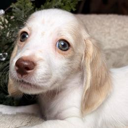 Snowy - Dapple male Dachshund puppy in Washburn, Tennessee from Clinch Mountain Dachshunds