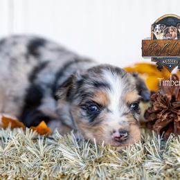Timber - Blue merle male Miniature Australian Shepherd puppy in Granbury, Texas from Best Little Aussies
