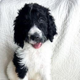 Dottie - Black and white female Bernedoodle puppy in Phelan, California from Willow Desert Doodles