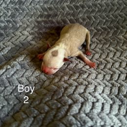 Boy 2 - Lilac female Boston Terrier puppy in Charleston, West Virginia from Mountain Momma Bostons