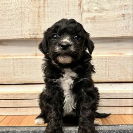 Male - Black male Havapoo puppy in Brooksville, Florida from Kruger Doodles