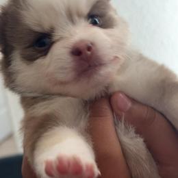 Hazel - Chocolate female Pomsky puppy in Hughson, California from Armando Echevarria