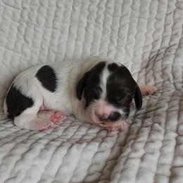 AKC Jenga - Brown and white female Cocker Spaniel puppy in New Market, Tennessee from Down in the Holler